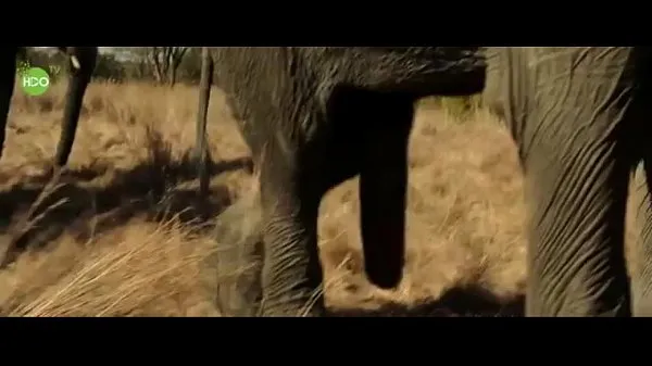XXX Elephant party 2016 klip Clips